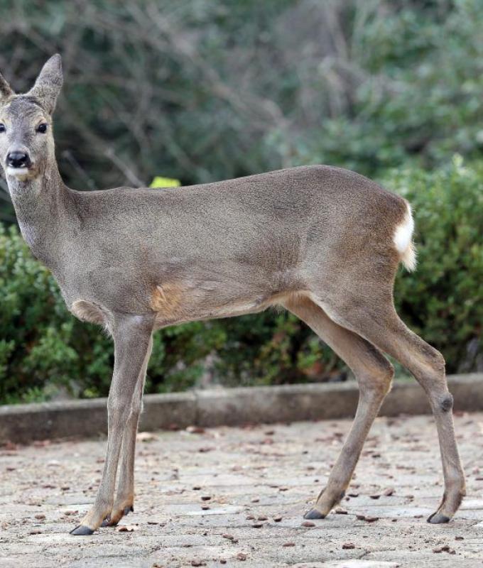 Ha investito un cervo a Pesaro, nelle Marche condannato a risarcire automobilista – .