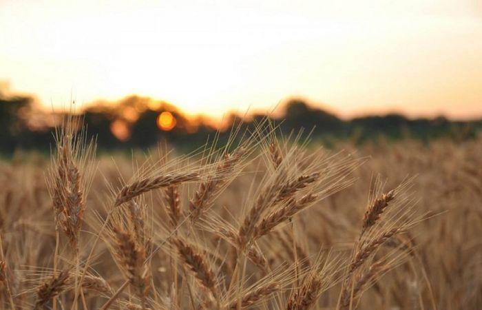 In Puglia cresce ancora il prezzo del grano e della pasta – .