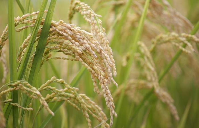 Come funziona e in quale regione verrà effettuata la prima sperimentazione italiana di nuovi “OGM” sul riso – .