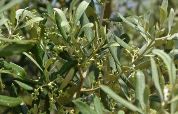 Produttività dell’olivo e resa in olio spiegate dai parametri di fertilità del suolo – .