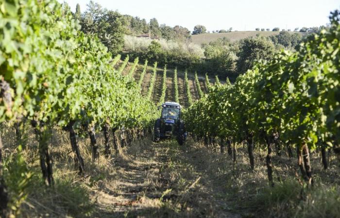 Agroalimentare, in provincia di Terni oltre 4mila addetti ed eccellenze da premiare – .