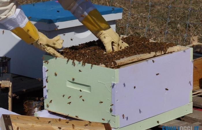 il maltempo mette in ginocchio l’apicoltura del Friuli Venezia Giulia – .