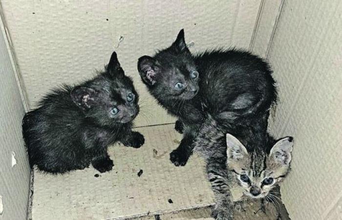 tre gattini abbandonati davanti all’ex ospedale di Isernia – .