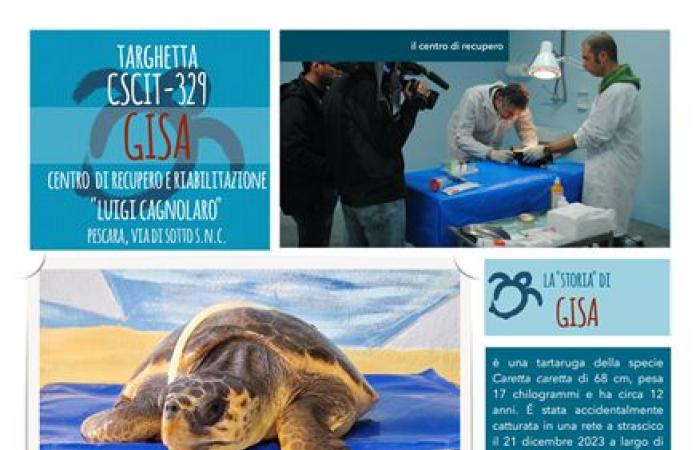 Tartaruga salvata in mare e adottata da Ambiente Basso Molise – .