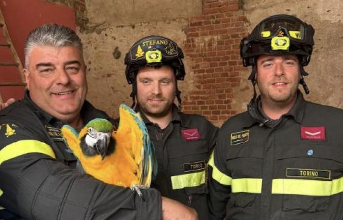 i pompieri salvano un bellissimo pappagallo sul tetto di una casa – .