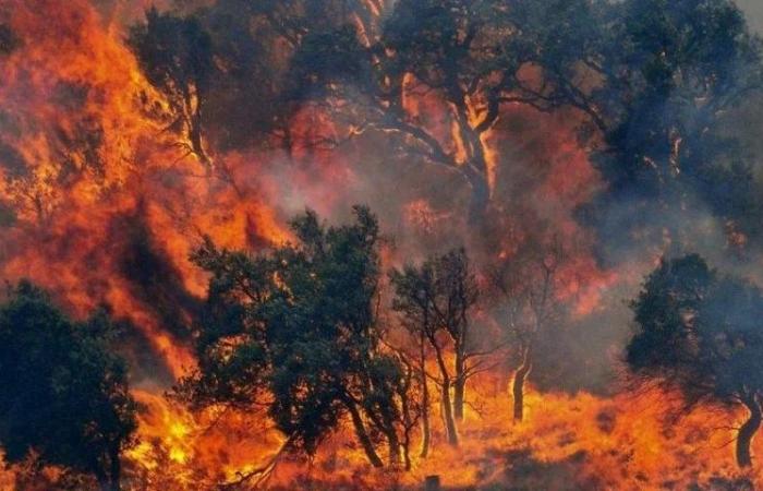 La Regione Campania vara il piano contro gli incendi boschivi – .