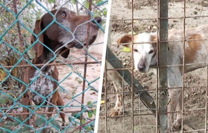 Sequestrati a Livorno 10 cani da caccia in condizioni pietose – .