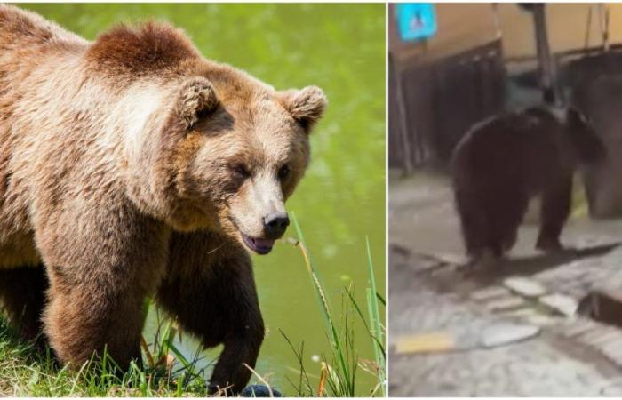 Due orsi avvistati in Val di Sole in pochi giorni. Il Comune di Malè vuole “interventi urgenti” – .