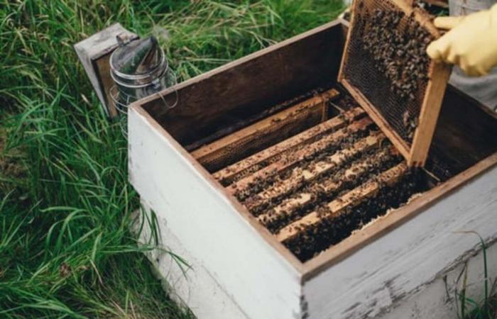 La Regione Toscana a sostegno degli apicoltori, bandi da oltre 1 milione di euro – .