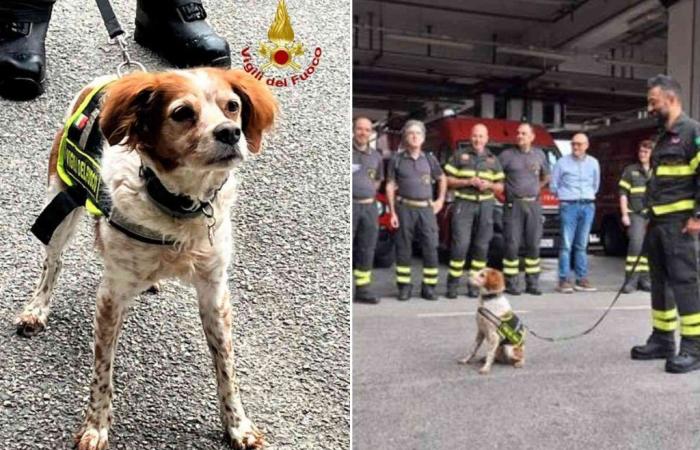 il cane coinvolto nella tragedia del Ponte Morandi “va in pensione” – .