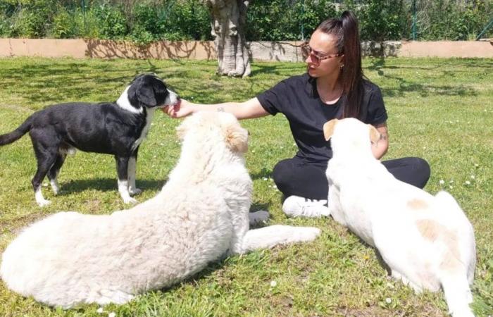 «Ora sono una felice dog sitter» – News Ancona-Osimo – CentroPagina – .