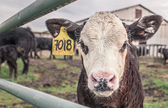 Salta la Commissione Ars che avrebbe dovuto approvare i voucher per gli allevatori. «Inaccettabile, una condanna a morte per gli animali» – .
