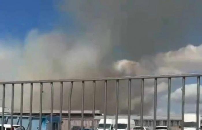 Vigne Nuove, enorme incendio nell’area verde di Rina de Liguoro (FOTO-VIDEO) – .