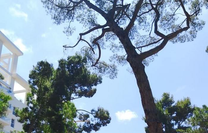 Bari accoglie un nuovo spazio verde, ecco il parco Bonomo in via Amendola – .