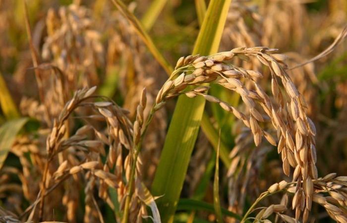 Bollettino per la difesa dal riso brusone | Regione Piemonte