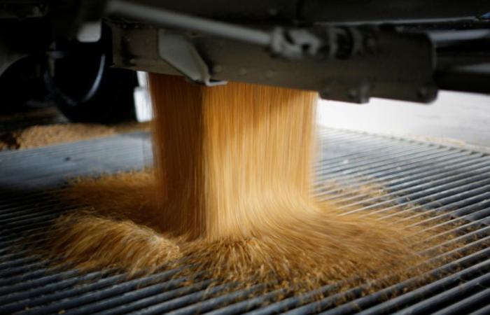 Gli agricoltori statunitensi evitano gli acquirenti e si aggrappano al mais invenduto mentre i prezzi crollano – .