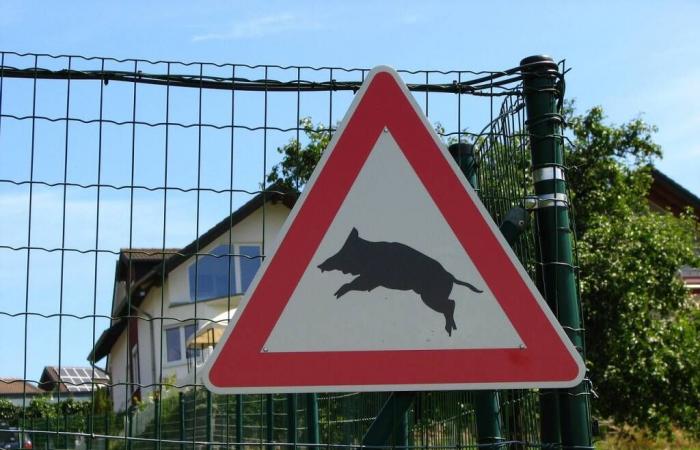 Incidenti causati da animali, 14 episodi gravi in ​​Liguria in un anno – .