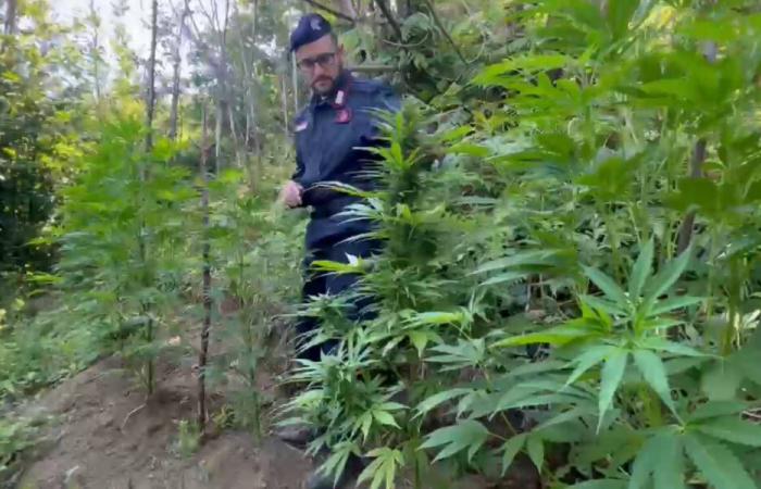 Appare la marijuana viola in Lattari Jamaica, la droga delle nuove generazioni (VIDEO) – .