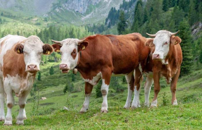 Tassa su mucche e maiali, l’esperimento danese per ridurre i gas serra – QuiFinanza – .