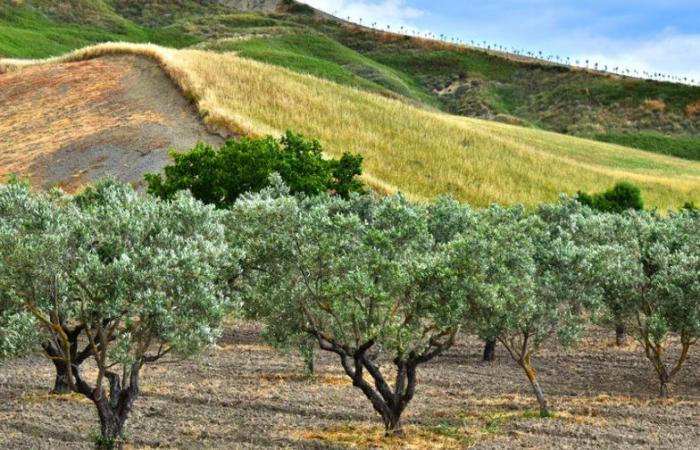 Agricoltura a rischio in Calabria per la siccità – .