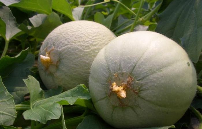 Meloni, bassa produzione e basso consumo in Veneto – .