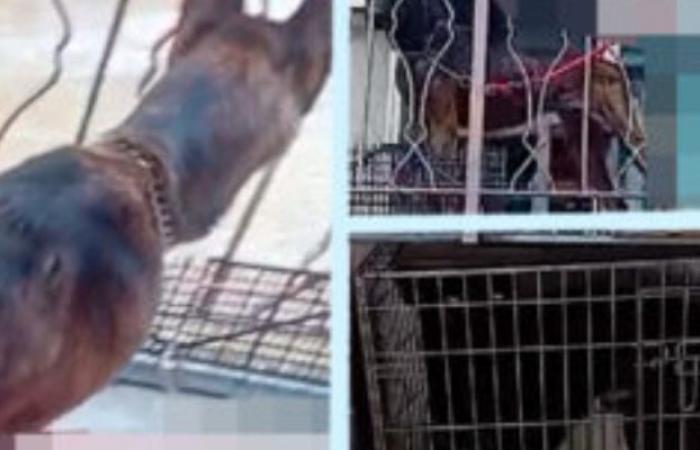 Due cani sequestrati dalle guardie per i diritti degli animali dell’OIPA per maltrattamenti – .
