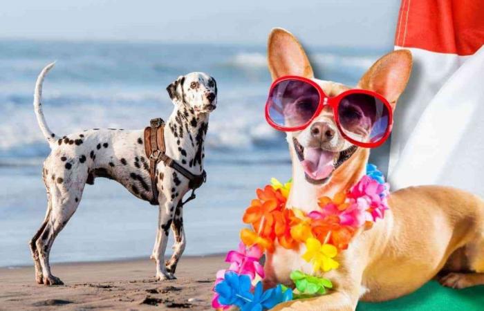 Estate 2024, spiagge libere accessibili ai cani in Italia – .
