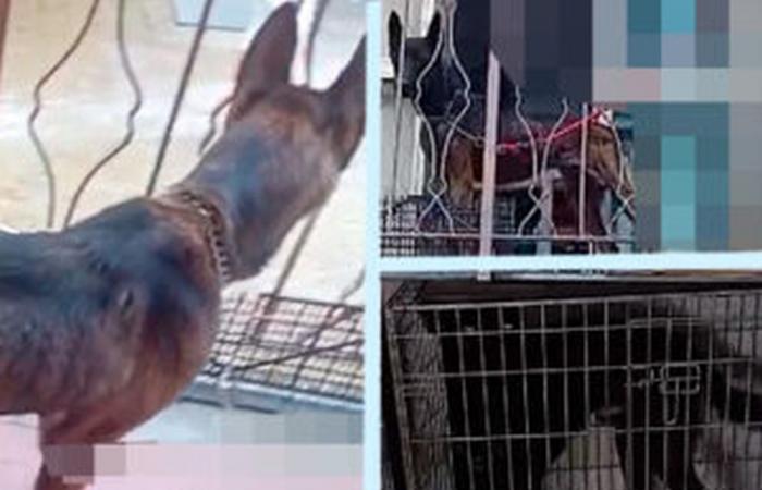 Pavia, sequestrati dall’OIPA Agenzia di stampa Italpress due cani che vivevano un incubo – .