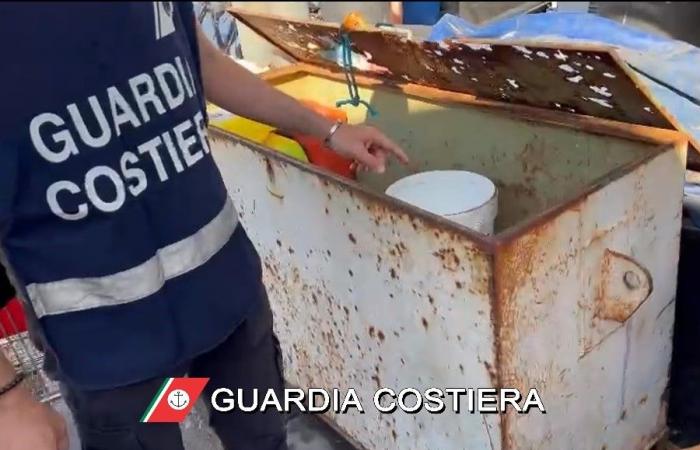 Scoperti a Livorno due venditori abusivi di pesce, multe da 13mila euro – .