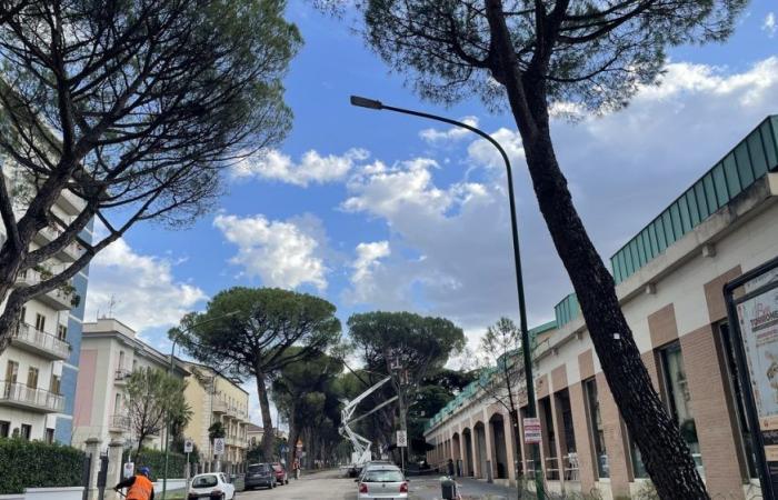 Benevento, “tagli irregolari sul viale”: assolti i funzionari – .