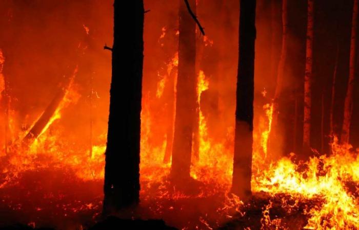 Incendi boschivi. Dal 1° luglio inizierà la fase di attenzione in tutta l’Emilia-Romagna – .