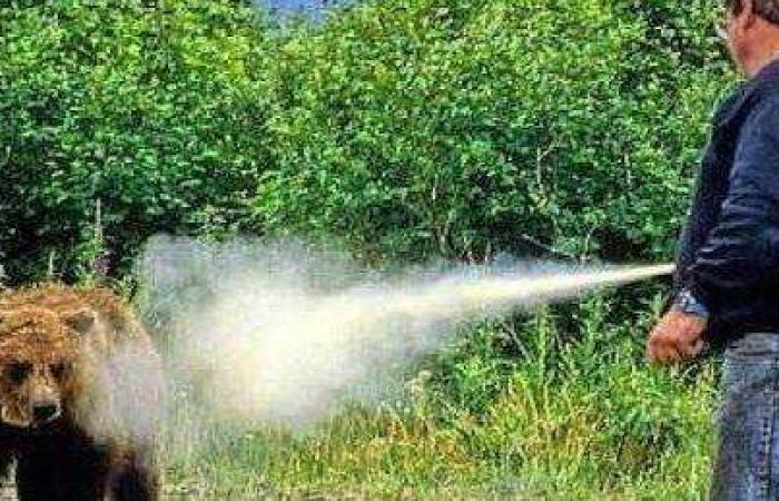 “Pressione su Roma per estendere l’uso dello spray anti-orso” – News – .