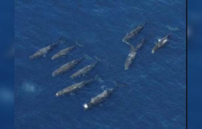 Portofino, Bergeggi e Cinque Terre tra le aree protette per i cetacei – .