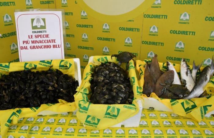 “in Puglia le coste sono a rischio” per il settore pesca – .