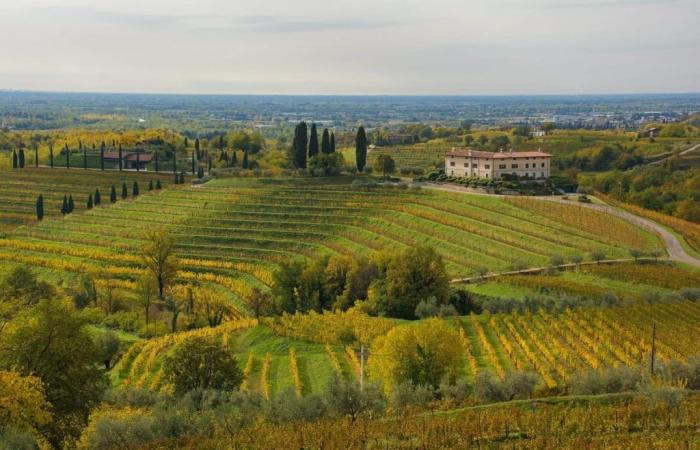 Nei pressi dell’Abbazia di Rosazzo viene prodotto uno dei migliori vini bianchi del Friuli Venezia Giulia – .