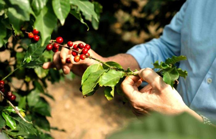 La piantagione di caffè più a nord del mondo a Palermo – .