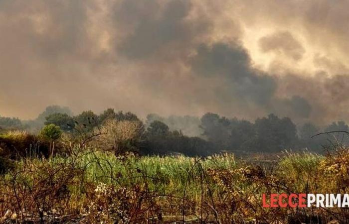 Un vasto incendio minaccia la riserva naturale di Cesine, inviato un Canadair – .