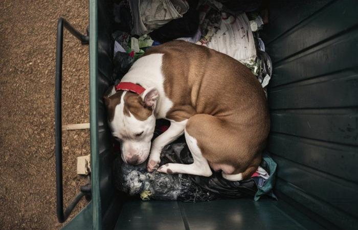 Picchia e getta il suo cane in un cassonetto a Roma, i residenti urlano. Denunciato un senzatetto – .