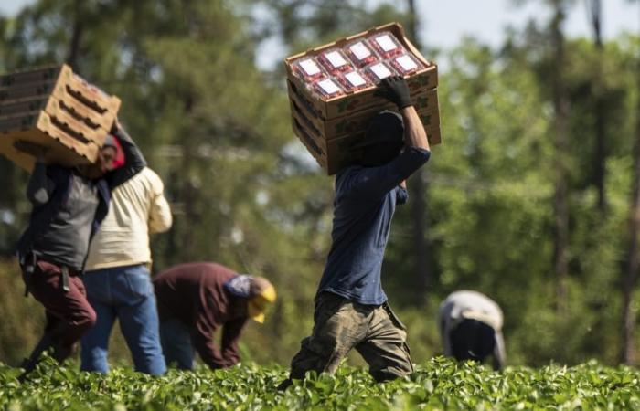 Un appello urgente per la dignità del lavoro agricolo – Agenfood – .