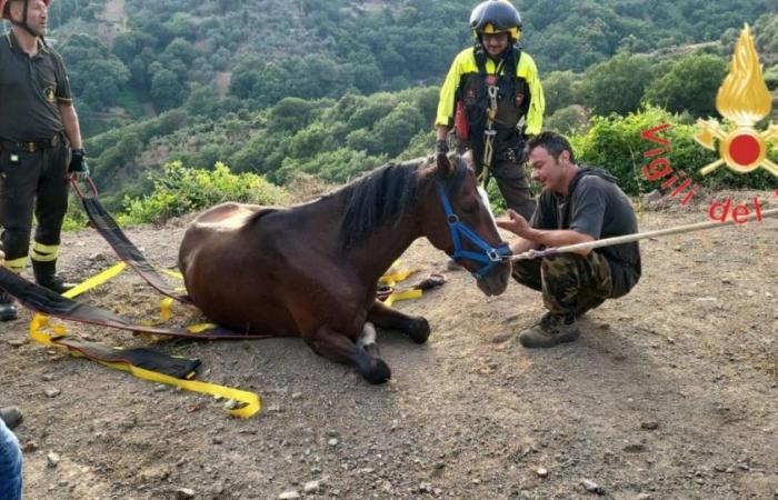 VIDEO – Tiriolo, cavallo cade in un dirupo, salvato dai vigili del fuoco – .