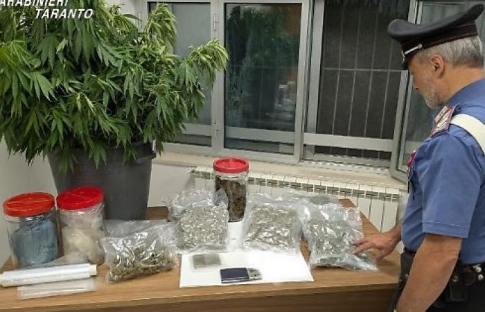 Scoperta piantagione di marijuana – Taranto Buonasera – .