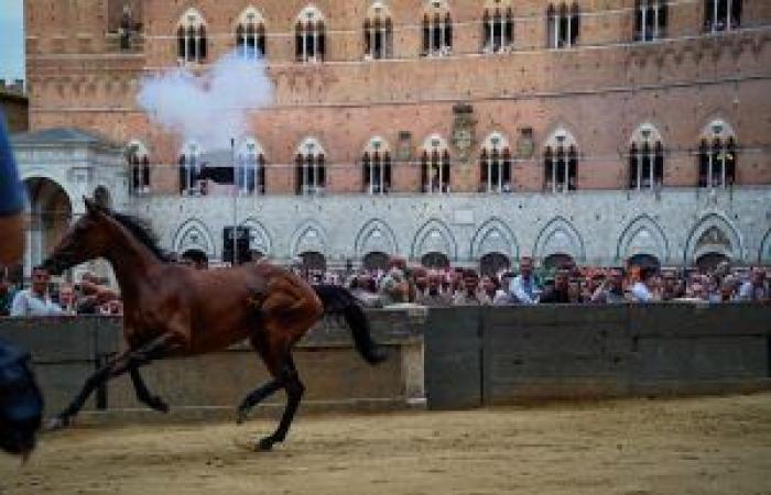 Palio di Siena 2 luglio, il Nicchio vince la prova generale – .