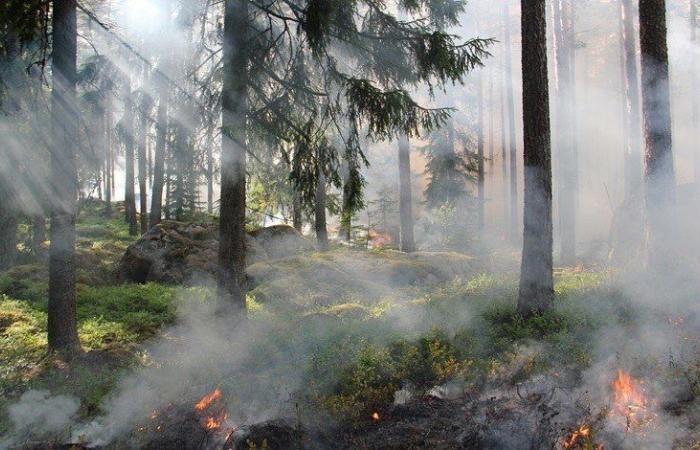 Ispra, in Italia oltre 1.000 kmq di incendi boschivi nell’ultimo anno – .
