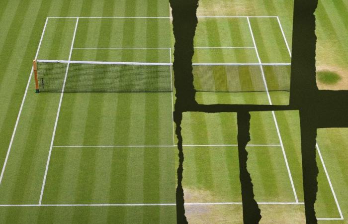 L’erba di Wimbledon è ancora la più verde? – .