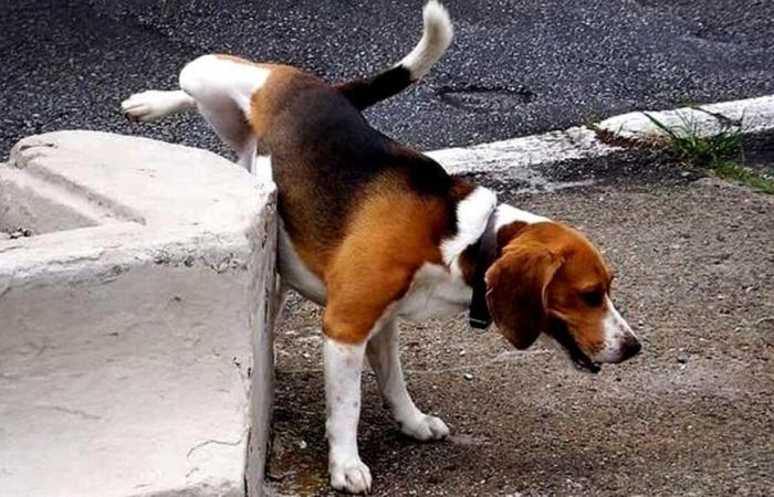 Vico del Gargano, multe per i proprietari di cani che non raccolgono dopo la pipì – .