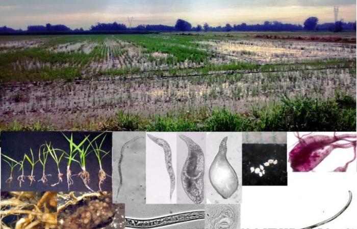 indagini fitosanitarie su colture di riso – .