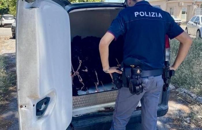 Taranto, sequestrati 900 kg di cozze nere: 5 denunce – .