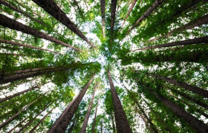 Adattamento ai cambiamenti climatici, 293 alberi piantati dall’inizio dell’anno – .