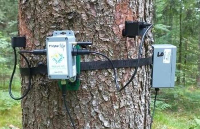 L’Università di Udine avvia un monitoraggio per valutare lo stato di salute delle foreste – .