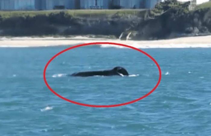 Ciò che questa orca fa in 2 minuti sorprende il mondo intero – .